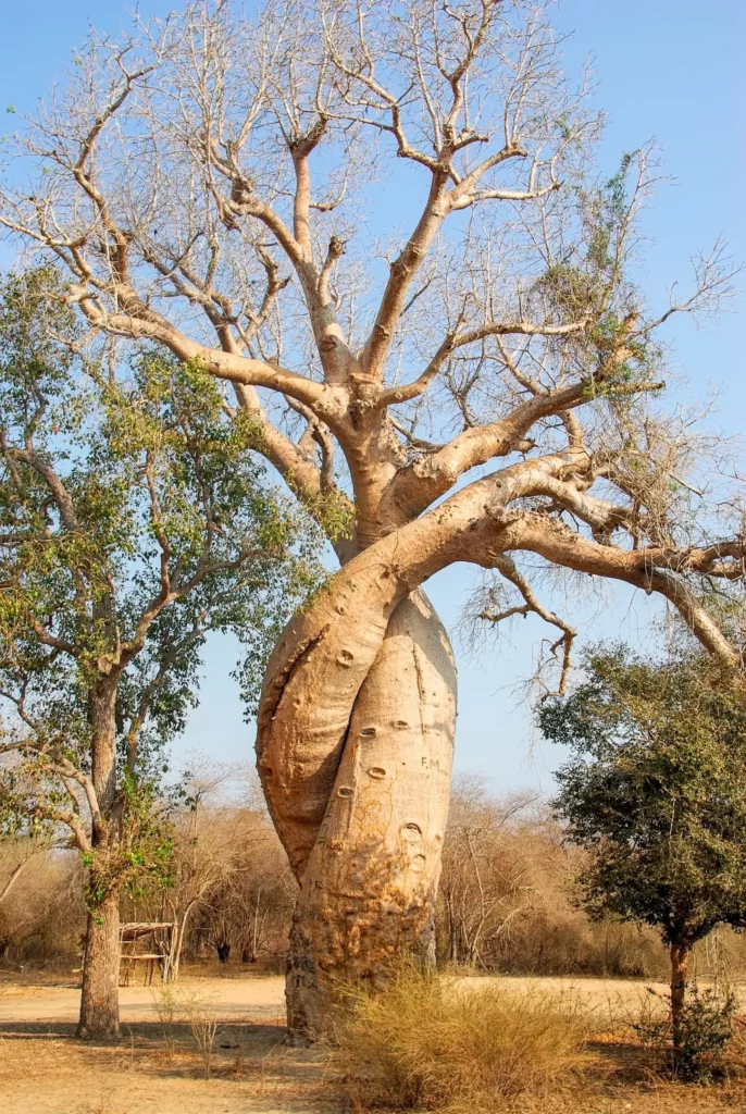 Madagascar