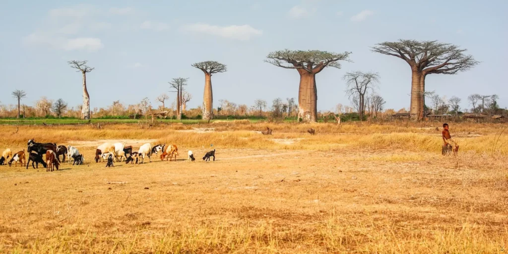 Madagascar