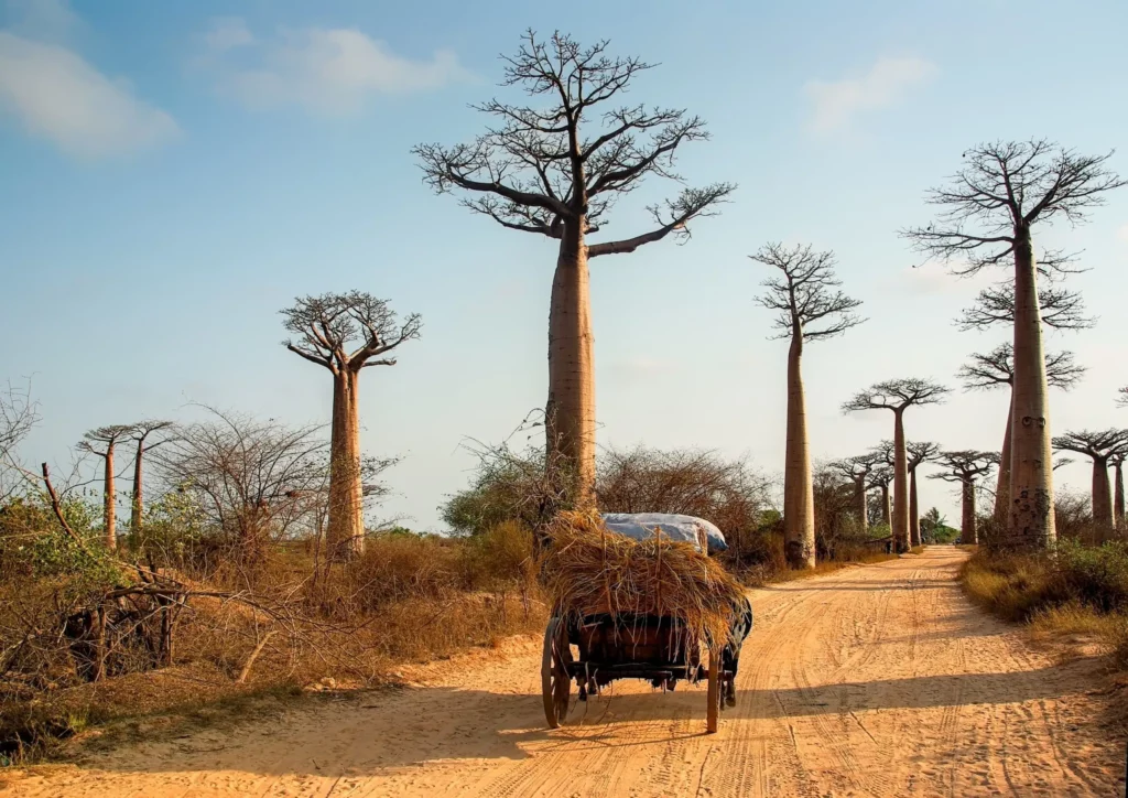 Madagascar