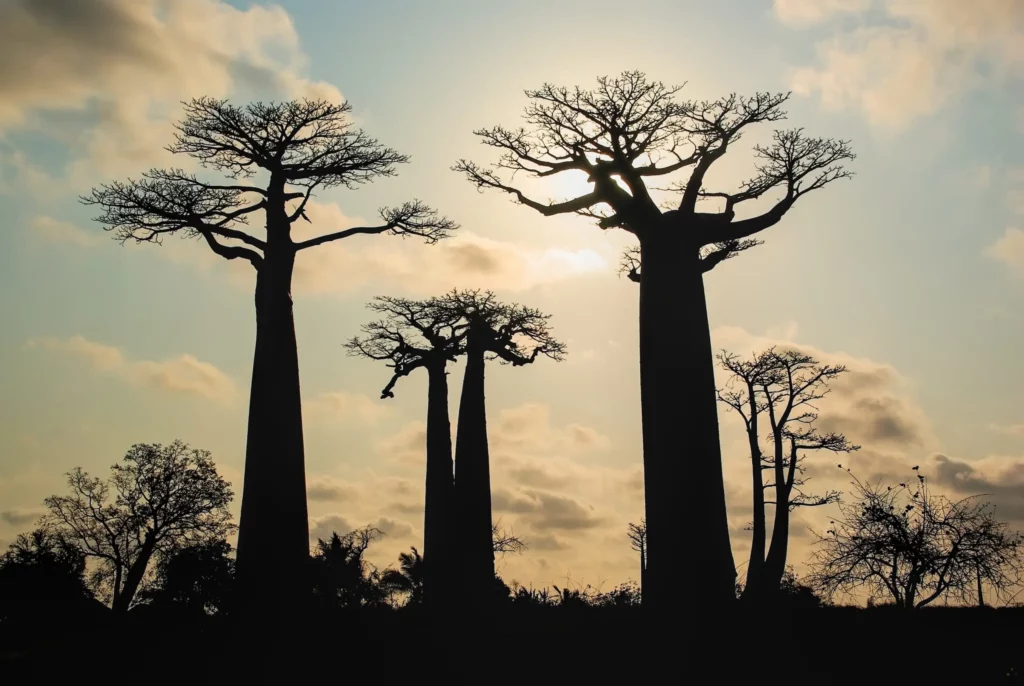 Madagascar
