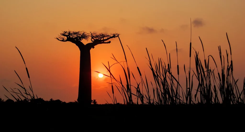 Madagascar