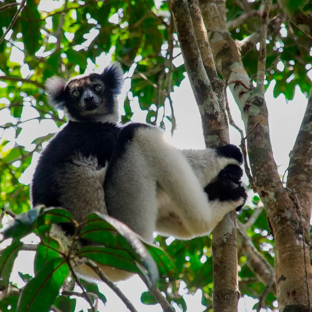 Madagascar