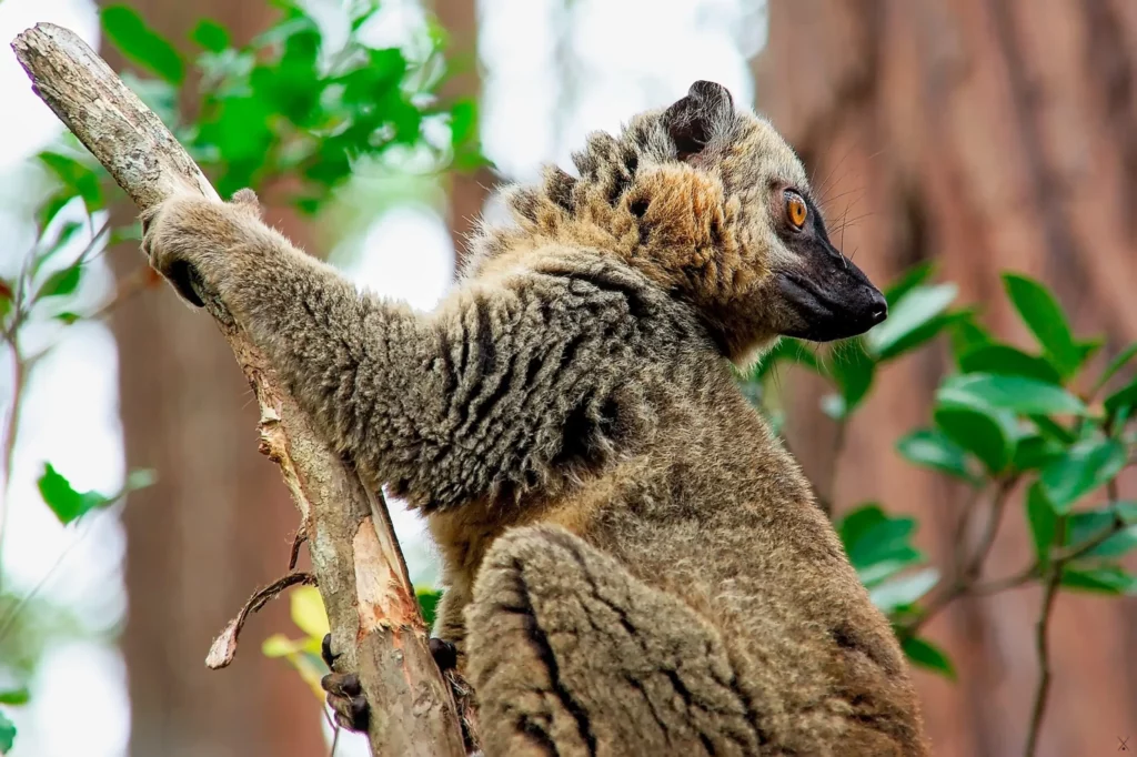 Madagascar
