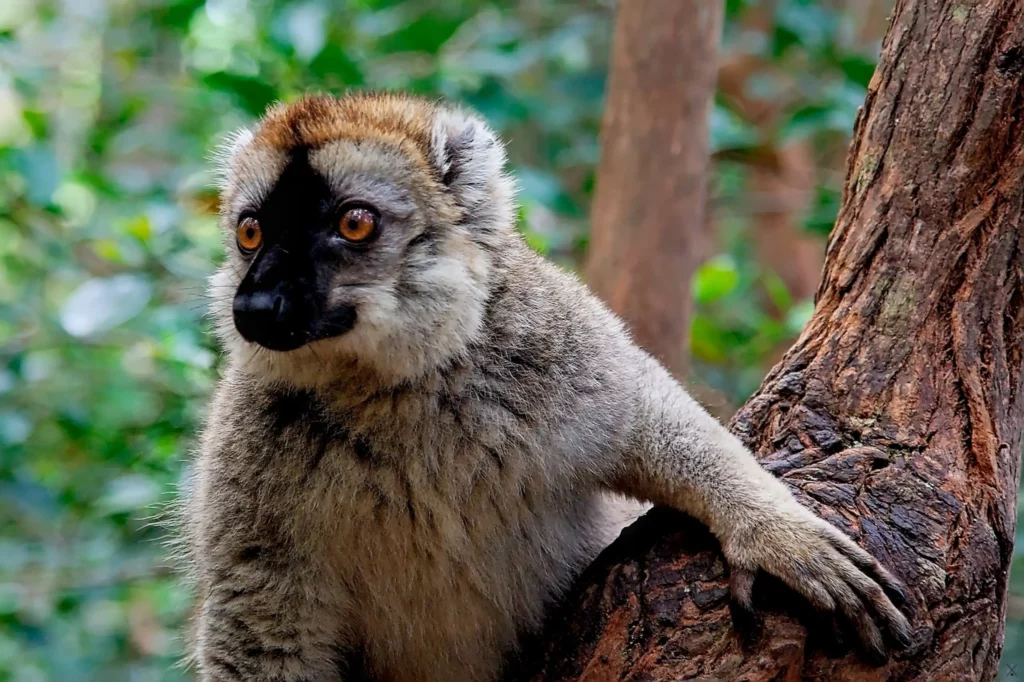 Madagascar
