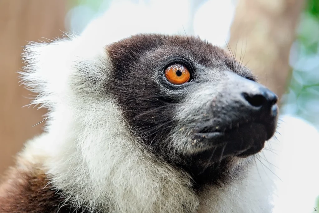 Madagascar