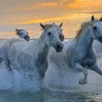 Chevaux de Camargue