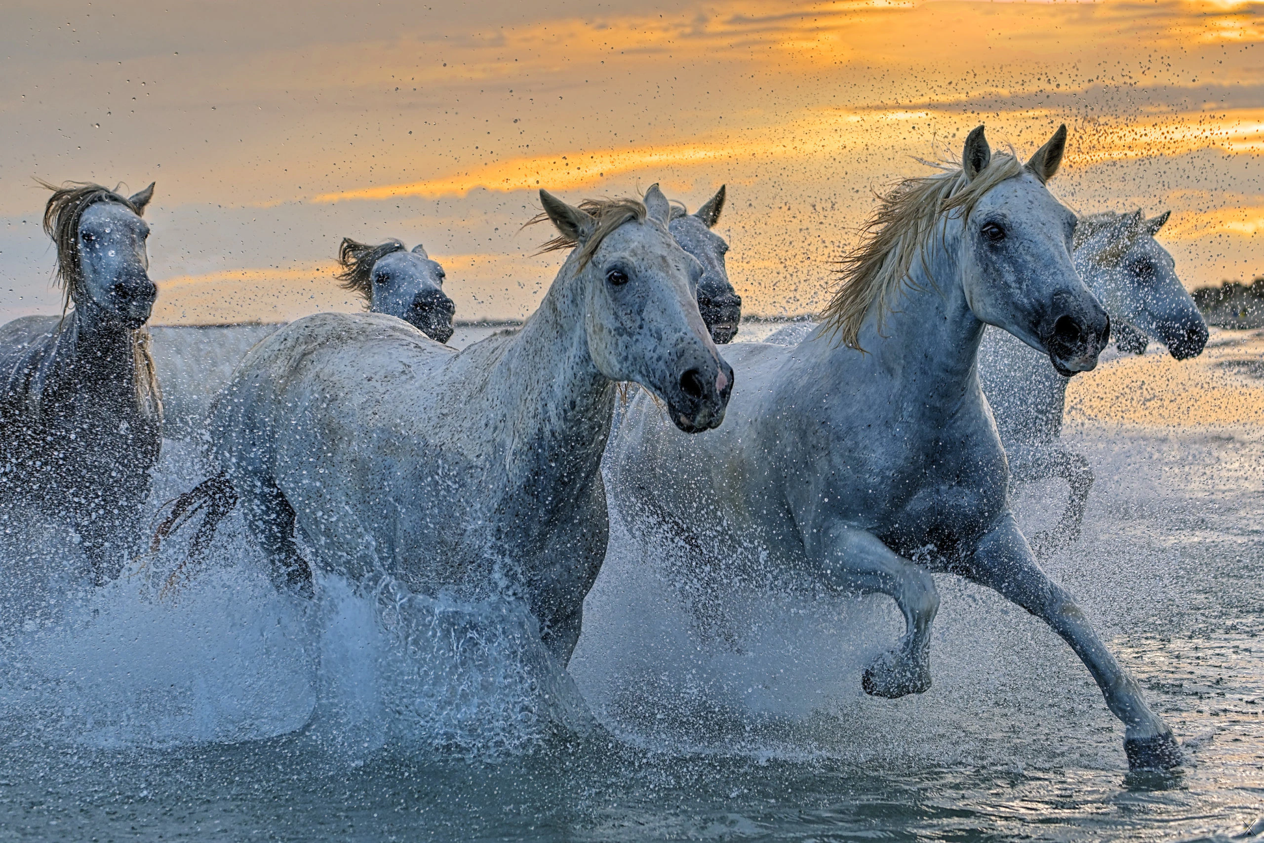 Chevaux de Camargue