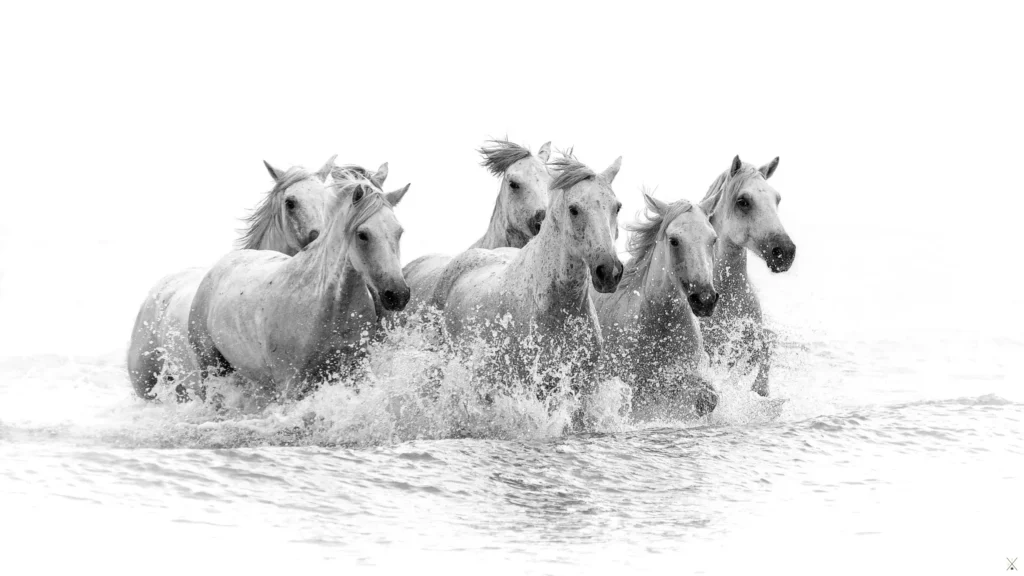 Camargue