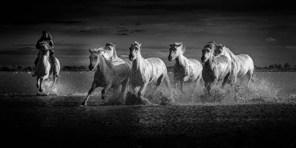 Animaux