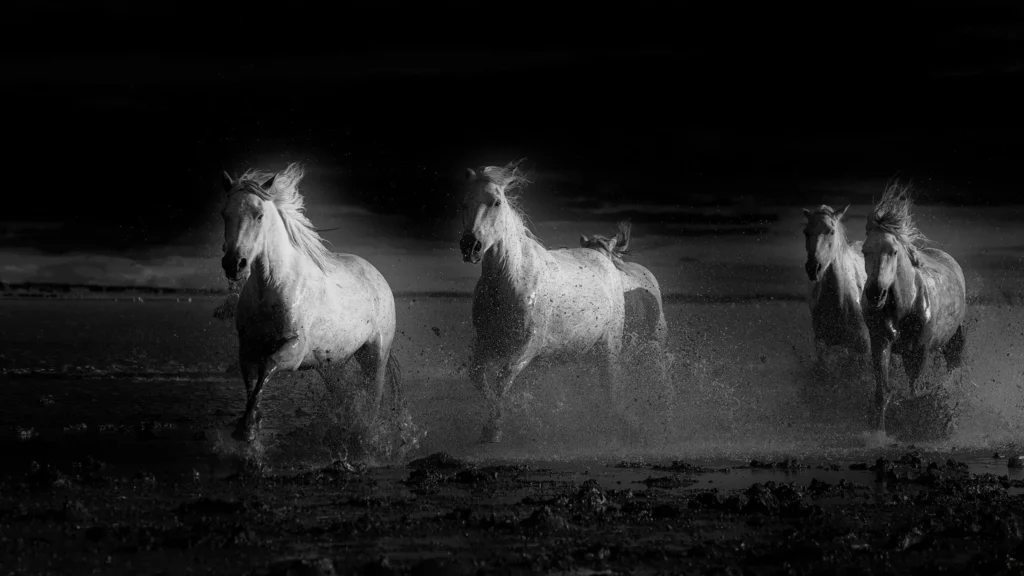 Camargue