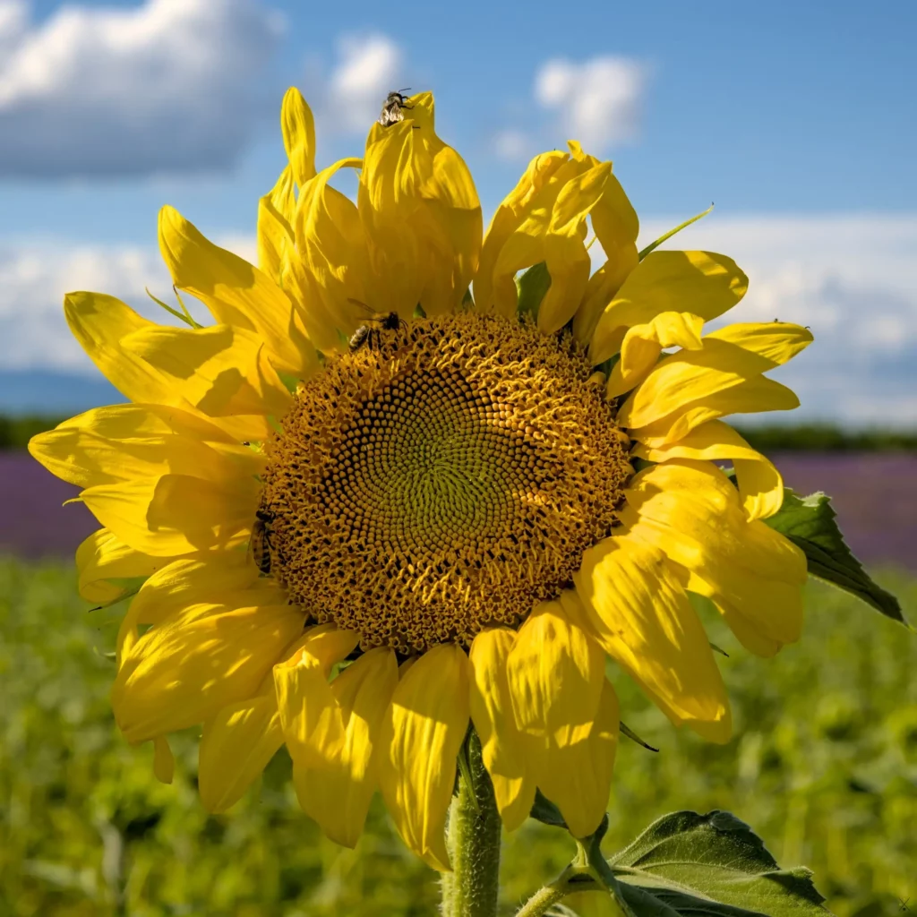 Plateau de Valensole, juillet 2021