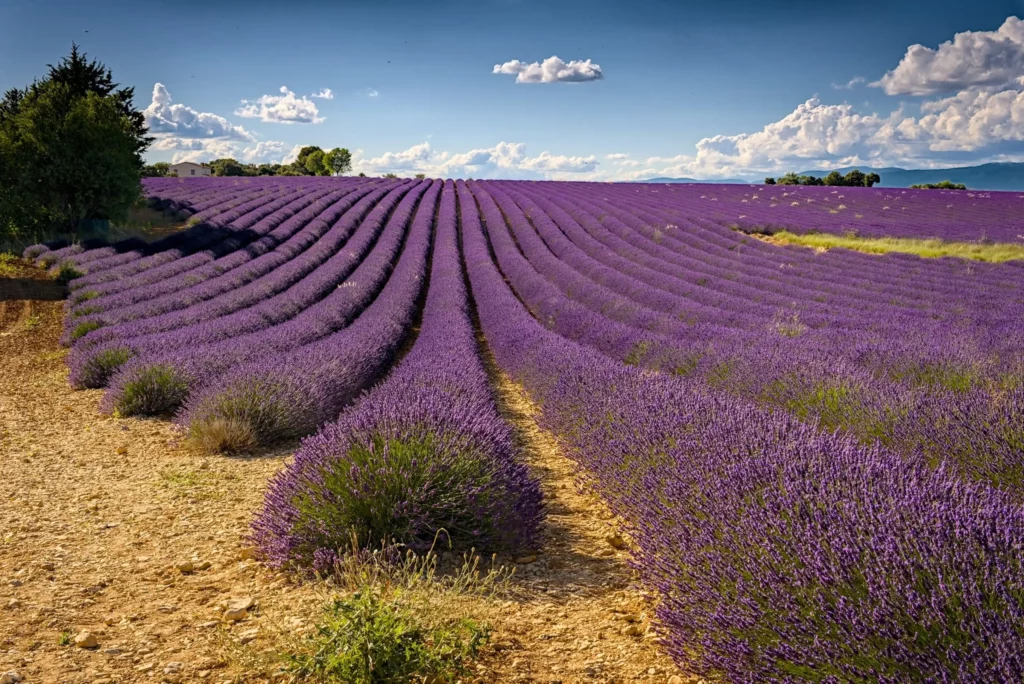 Provence