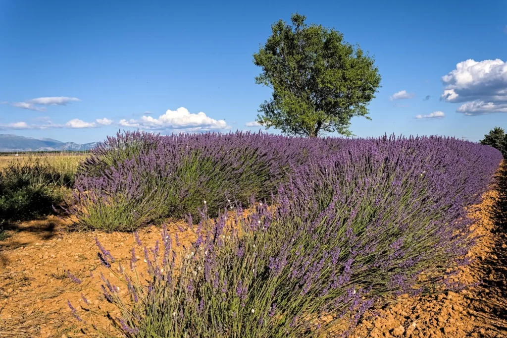 Plateau de Valensole, juillet 2021
