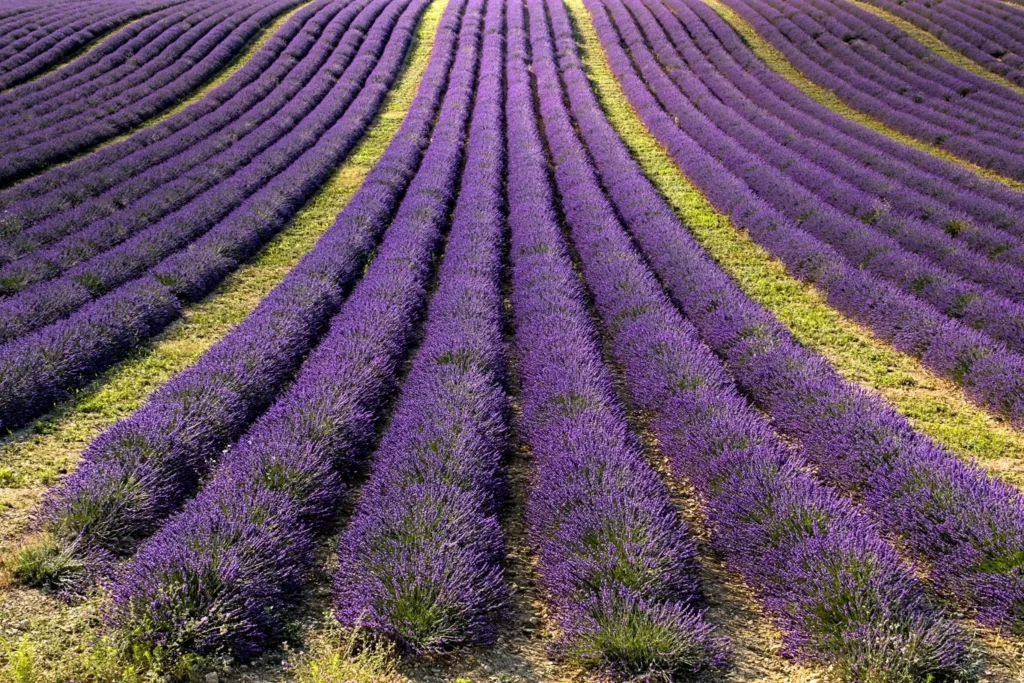 Plateau de Valensole, juillet 2021