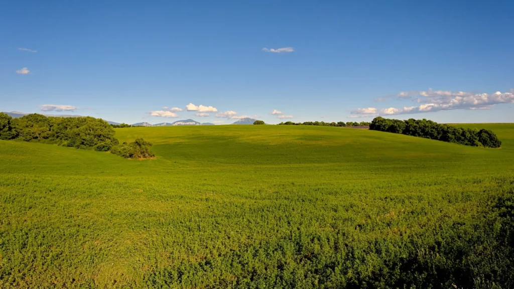 Plateau de Valensole, juillet 2021