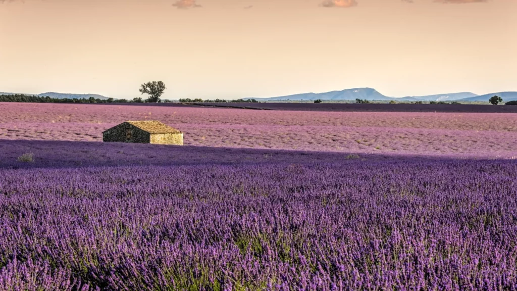 Plateau de Valensole, juillet 2021