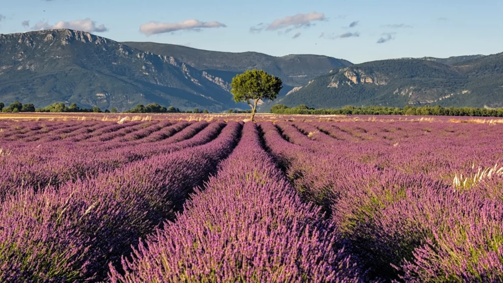 Plateau de Valensole, juillet 2021