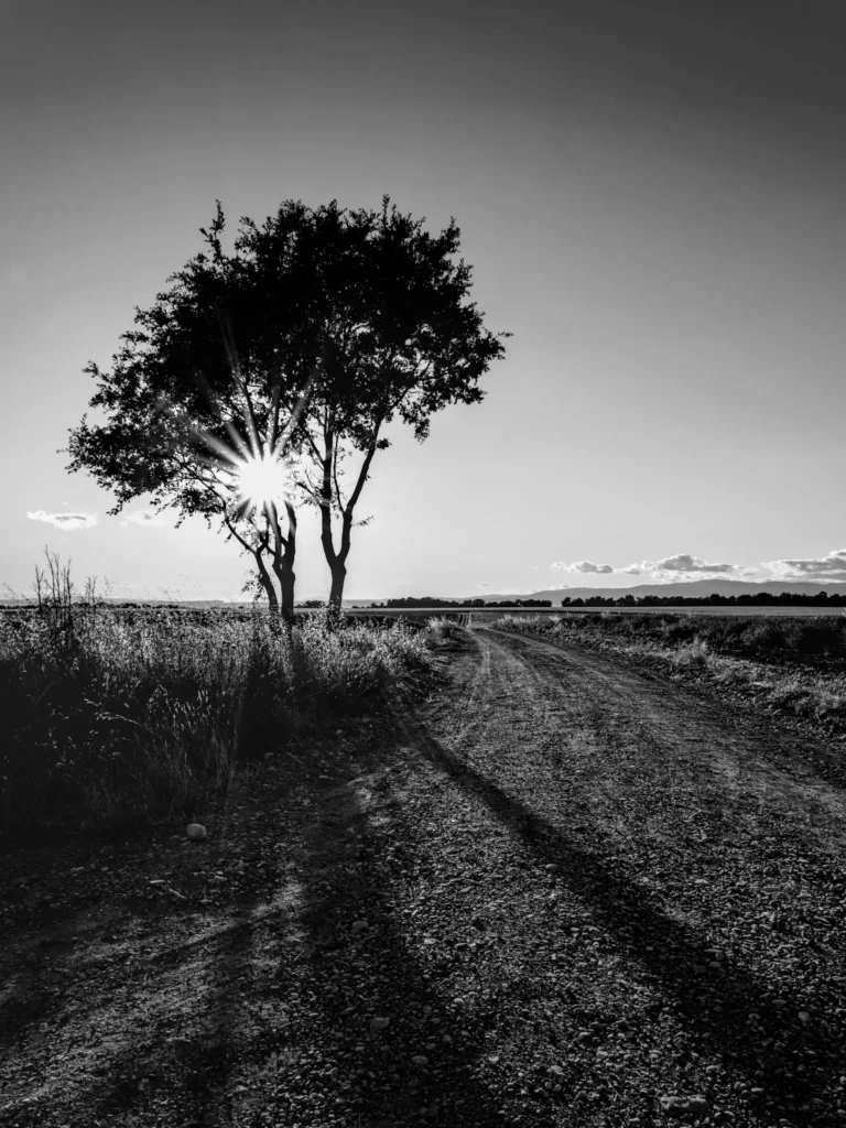 Plateau de Valensole, juillet 2021