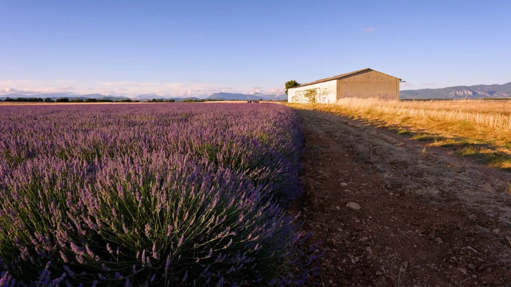 Plateau de Valensole, juillet 2021