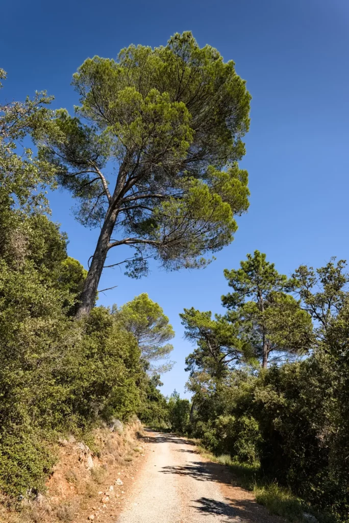 Balade en Dracénie, septembre 2021