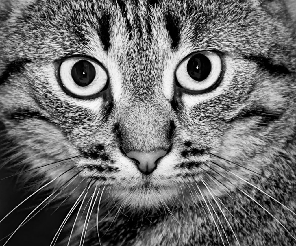 Le noir et blanc en photographie