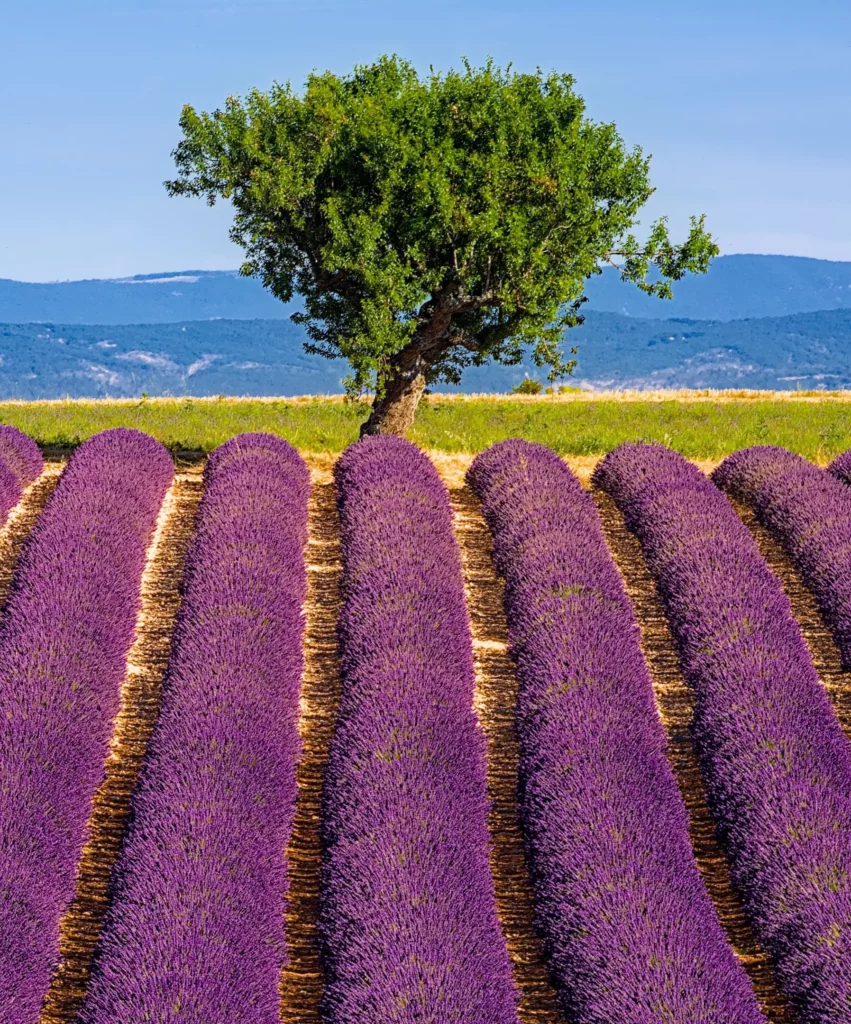 Provence