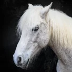 Animaux