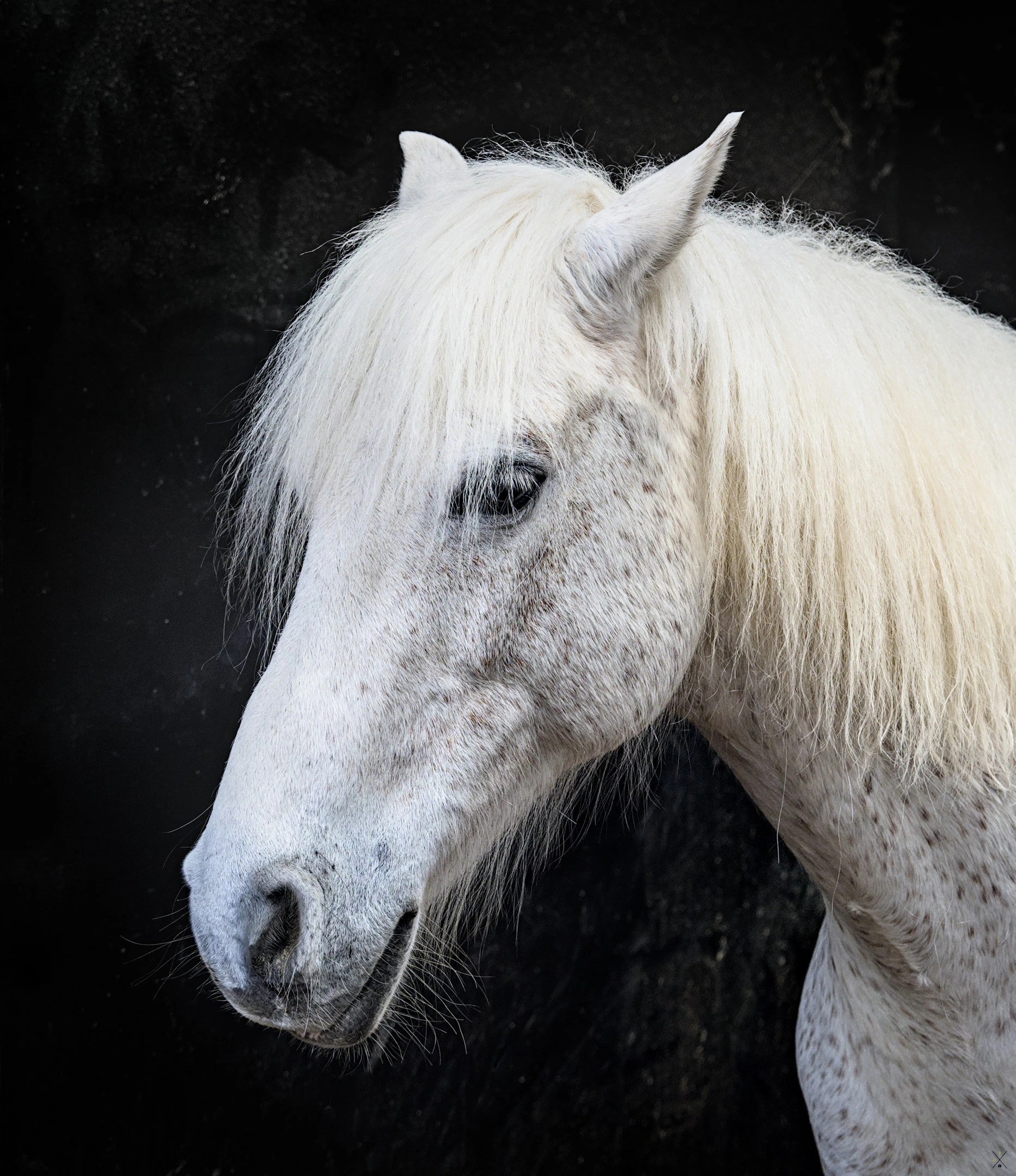 Animaux