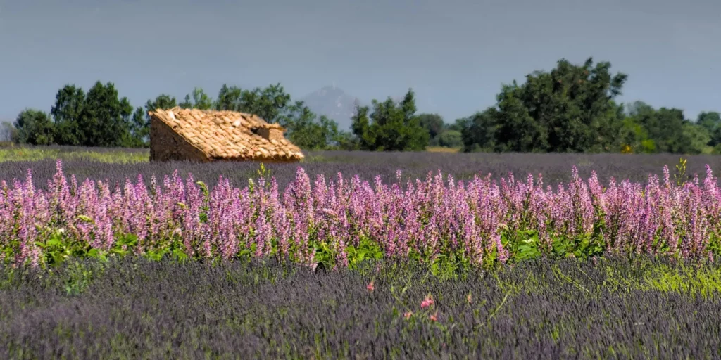 Provence