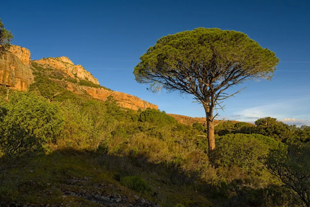 Le rocher de Roquebrune-sur-Argens, avril 2022