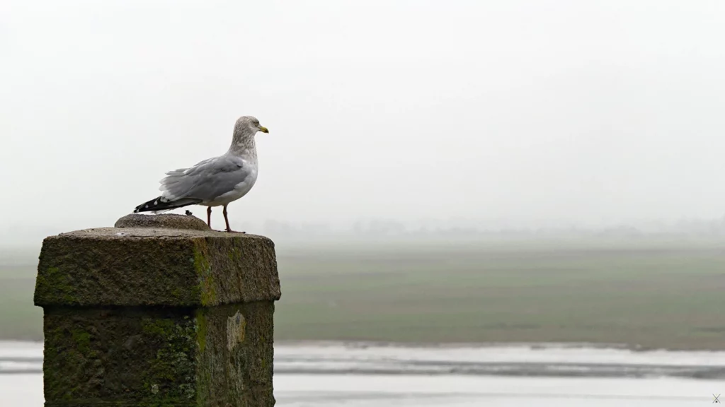Le Mont-Saint-Michel, décembre 2022